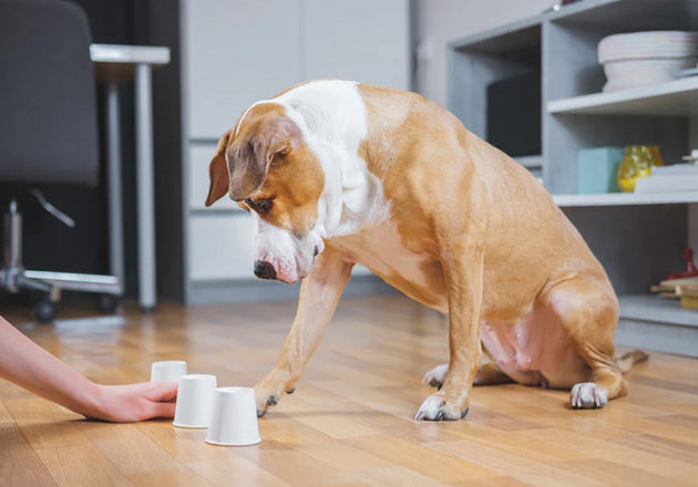 Keep Your Dog Mentally Stimulated