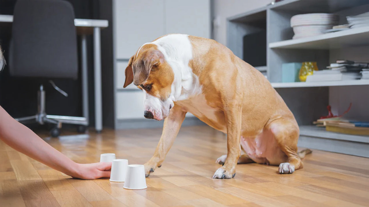 Keep Your Dog Mentally Stimulated