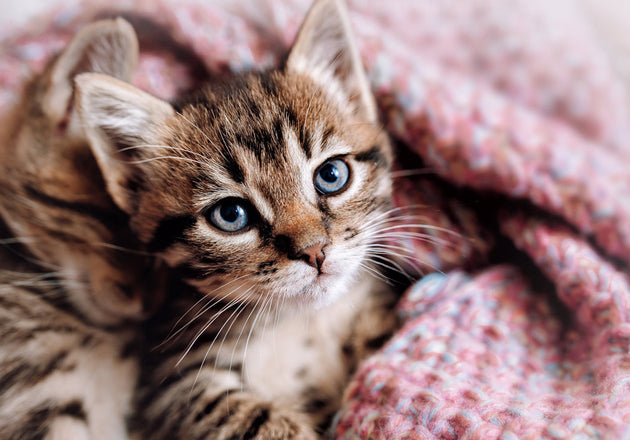 7 Things Every New Cat Owner Should Know