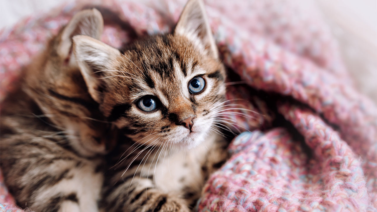 7 Things Every New Cat Owner Should Know