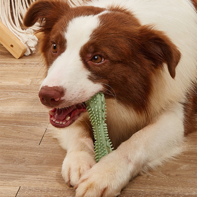 Chew Toys