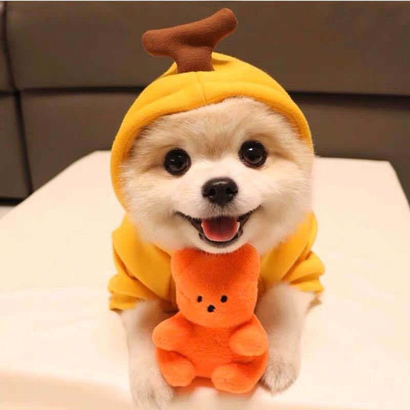 Hoodies Winter