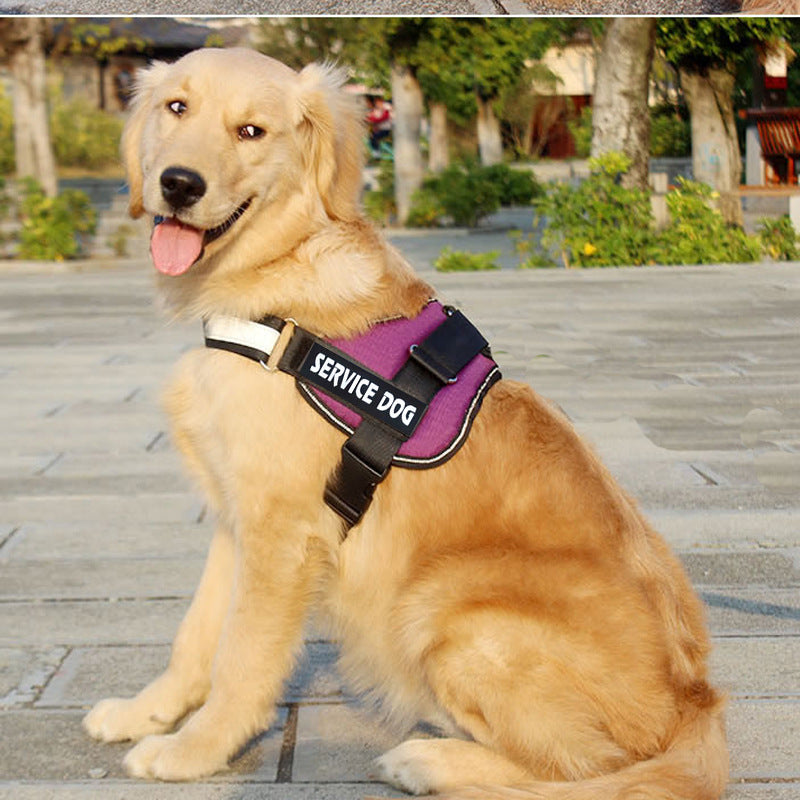 Service dog