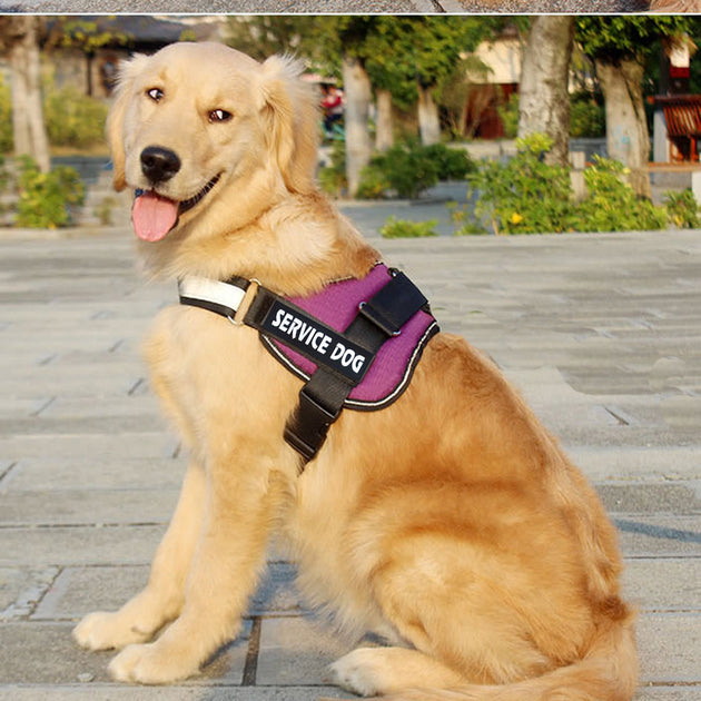 Service dog
