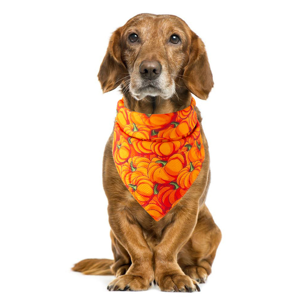 Pumpkin Scarves