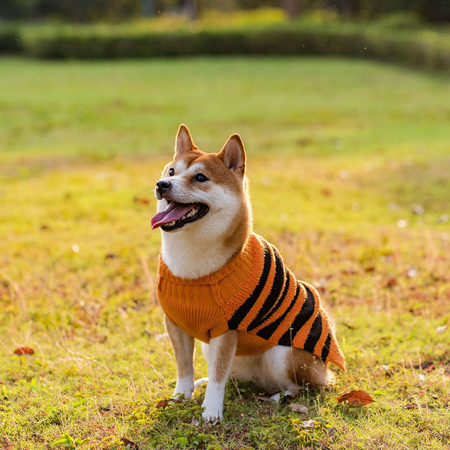 Teddy Sweater Outfit