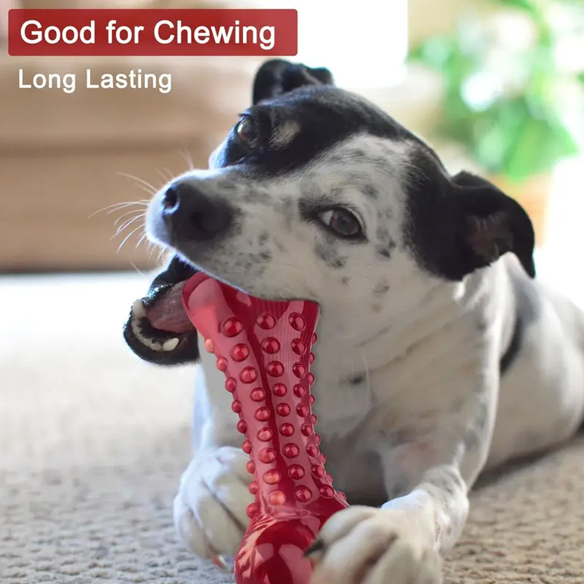 Chew Toy