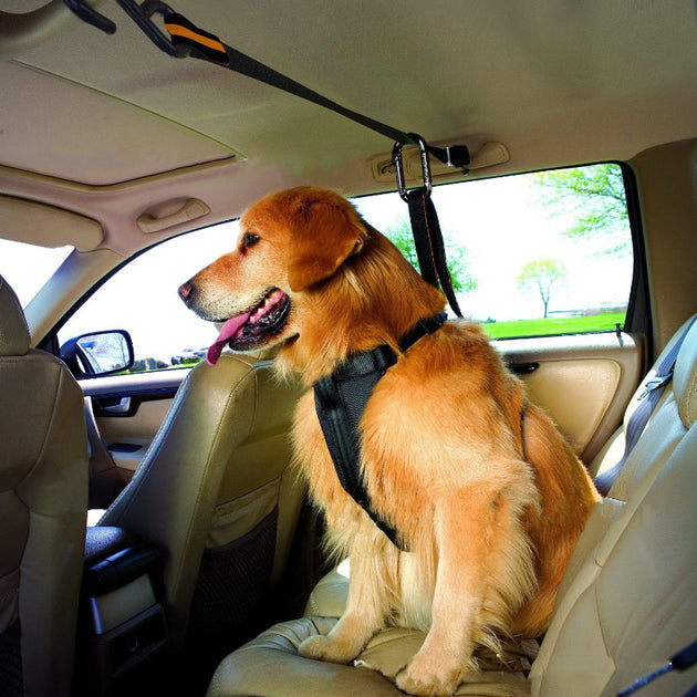 Safety Belt