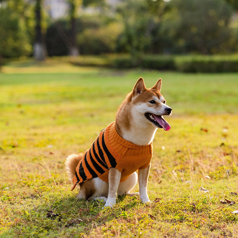 Teddy Sweater Outfit