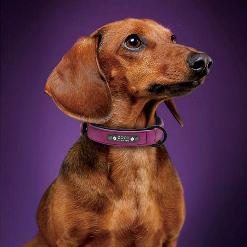 SafeTail ID Collar