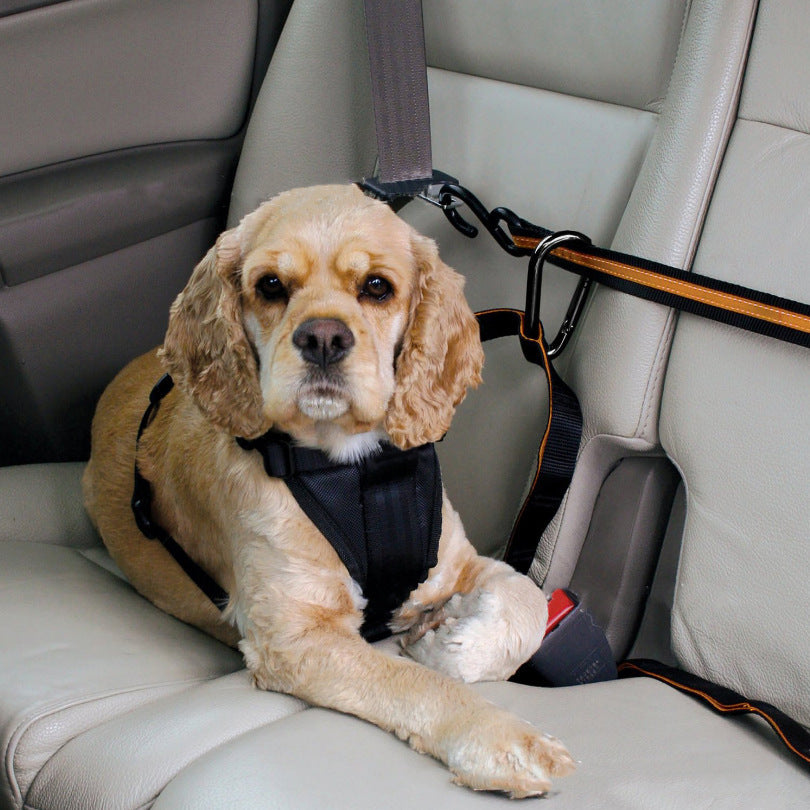 Safety Belt