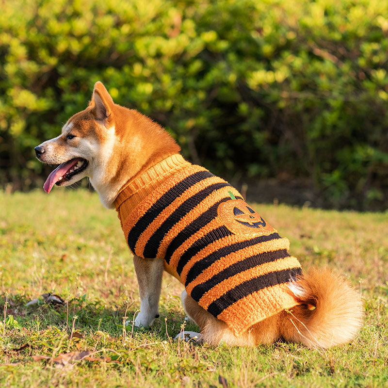 Teddy Sweater Outfit
