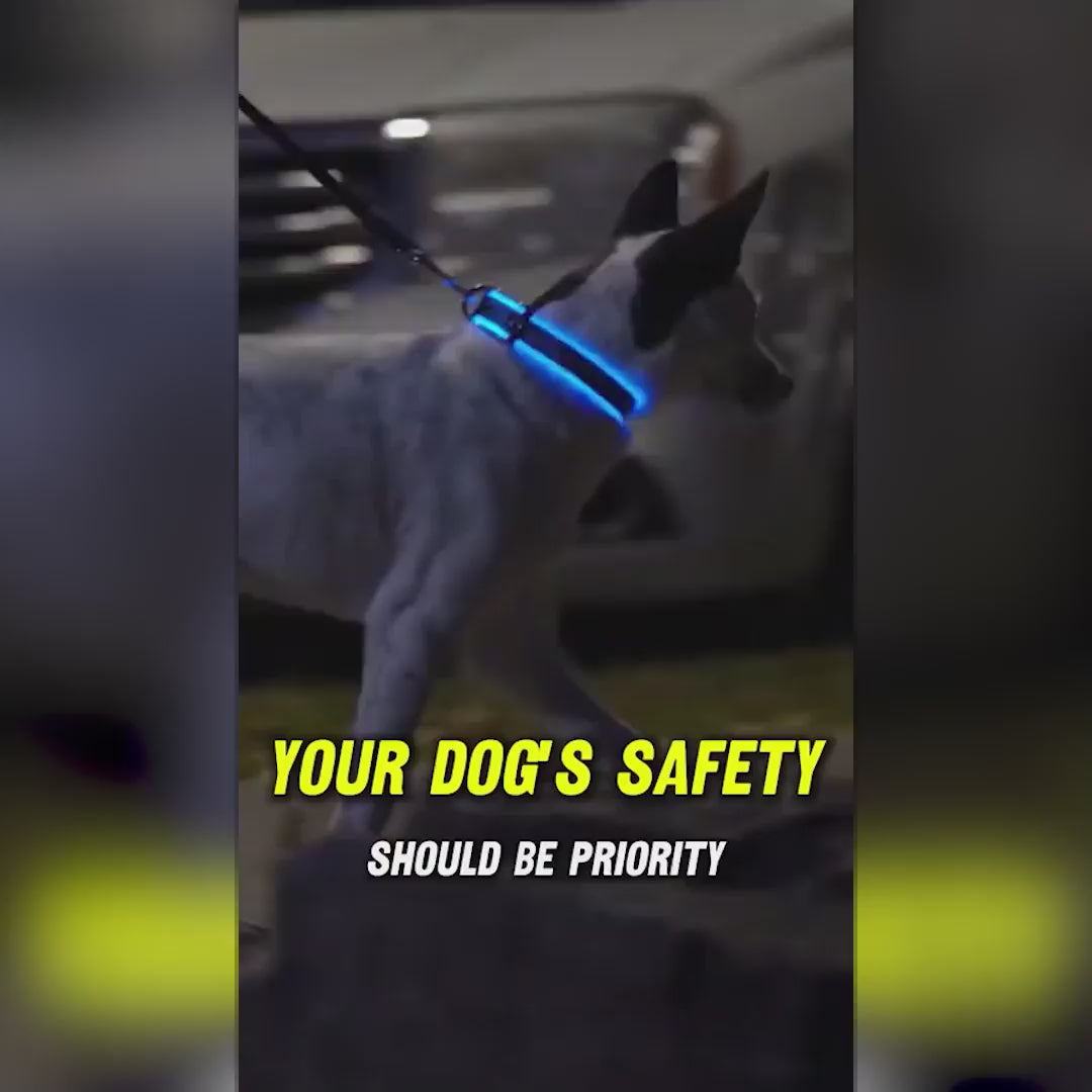 LED  Collar